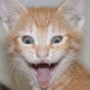 Meet your Posher, Izzy